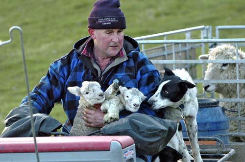 Dog with lambs