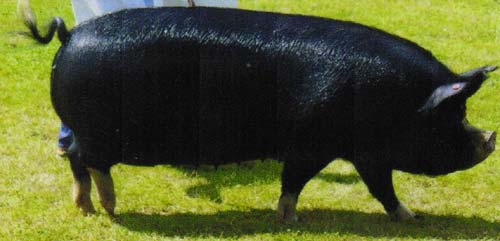 Berkshire pig