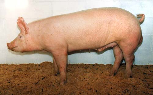 Large White pig