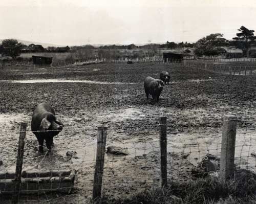 Muddy paddock 