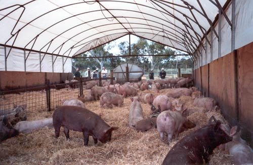 Modern piggery 