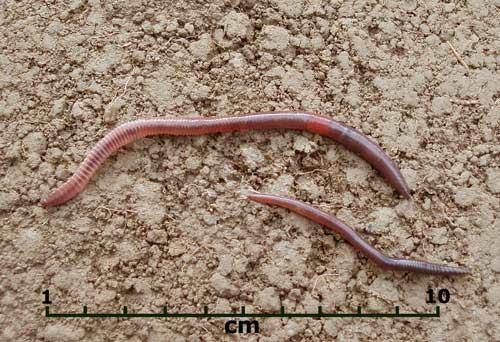 Lumbricus rubellus 