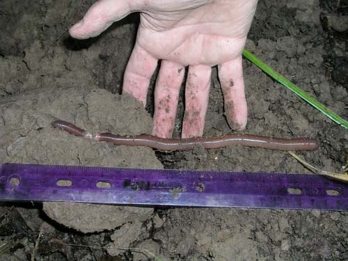 Octochaetus multiporus