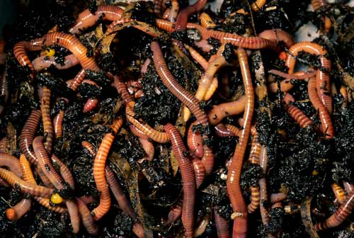 Tiger worms