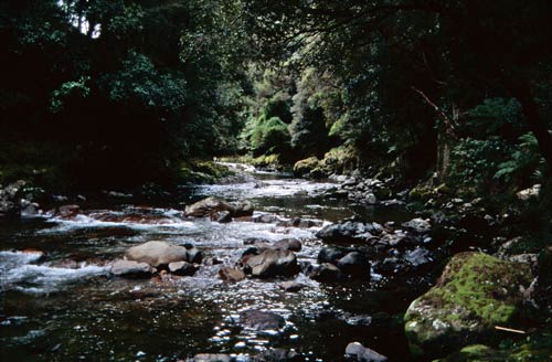 Shaded waterway