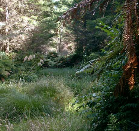 Wetland reduces nutrient loads