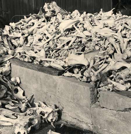 Bones for superphosphate 