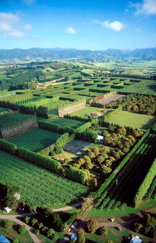 Sheltering kiwifruit orchards