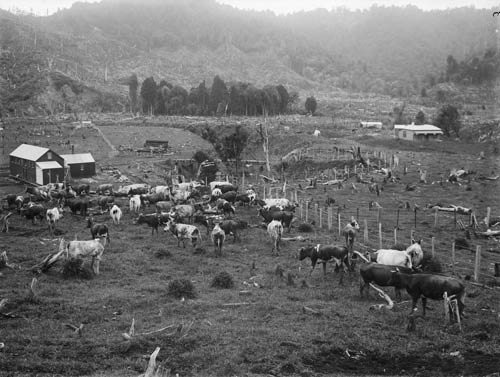 Cleared land with remnant of bush