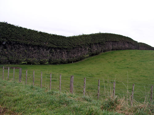 Trimmed macrocarpa hedge 