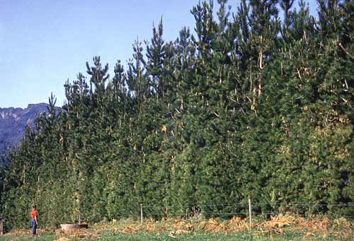 Pine trees as shelter 