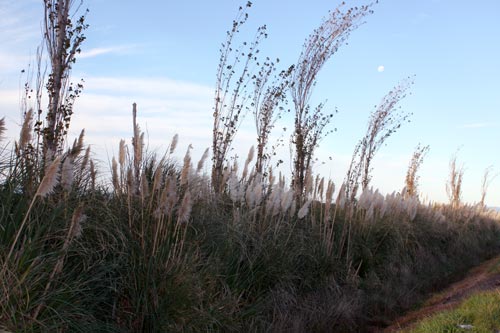 Pampas grass 