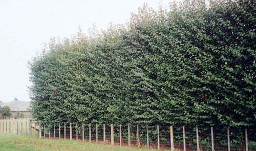 Alder shelter belt 