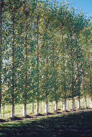 Poplar shelter belt 