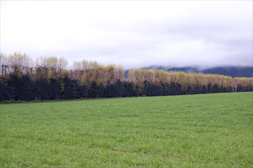 Double-row shelter belt