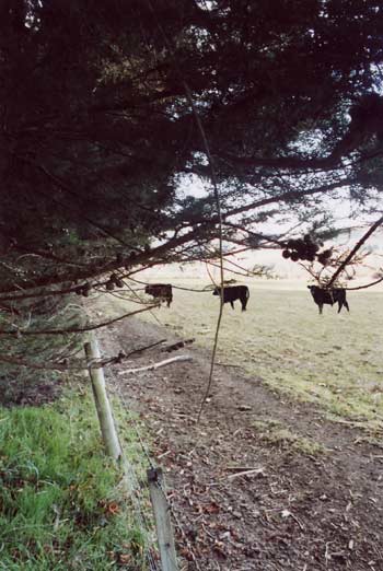 Stock under shelter