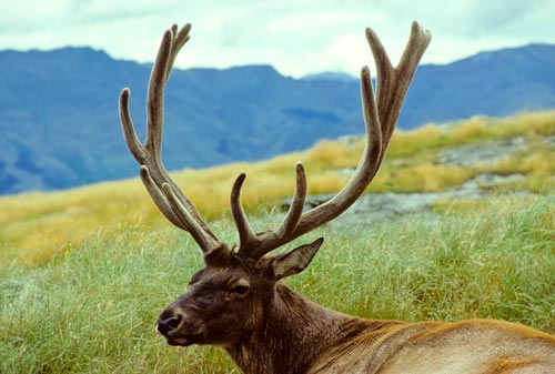 Wapiti stag 