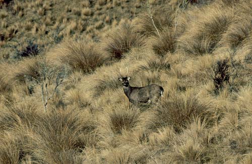 Sika stag 