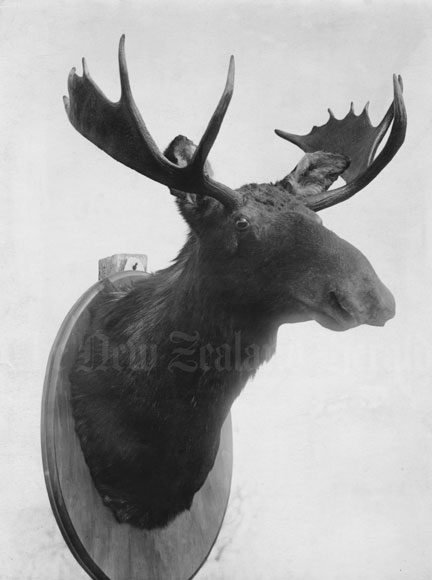 Bull moose 