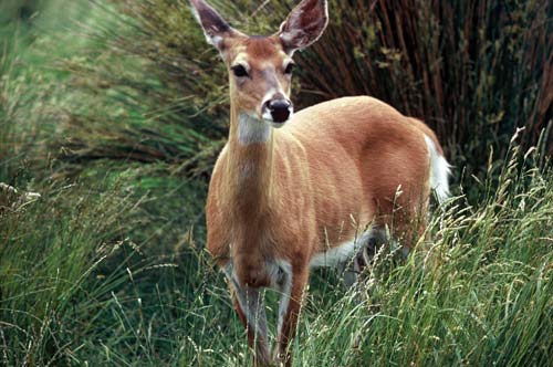 White-tailed hind 