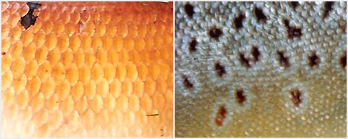Coarse and fine scales