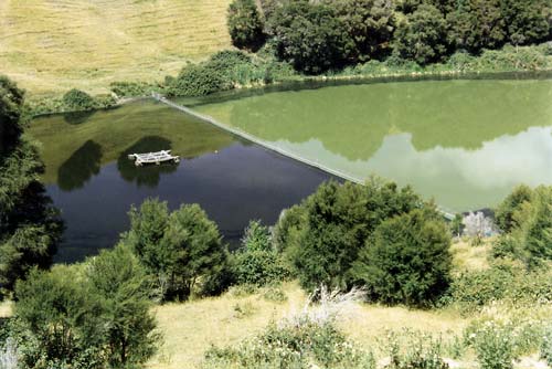 Plankton bloom in Lake Ōrākei 