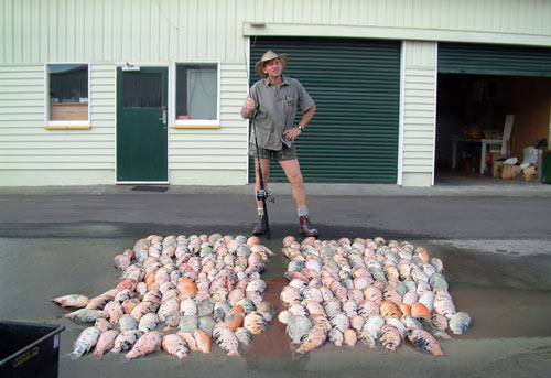 Dead koi carp 
