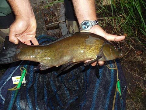 Tench