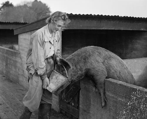 Feeding a pig skim milk