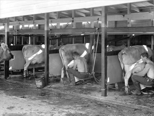 Walk-through cow shed