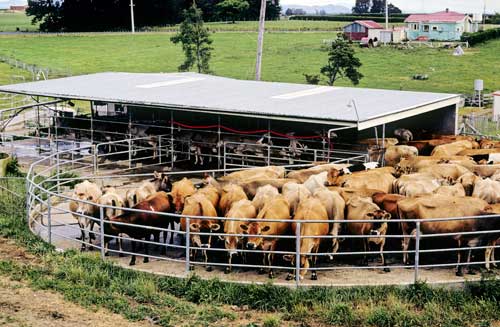 Cow yard