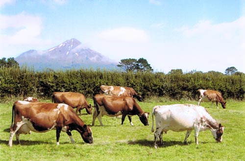 Ayrshire cows