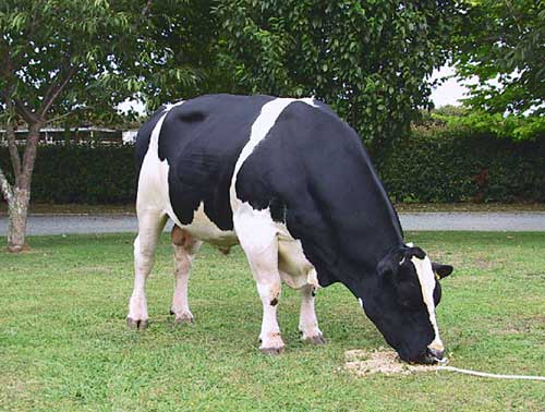 Stud Freisian bull