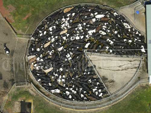 The cow yard 