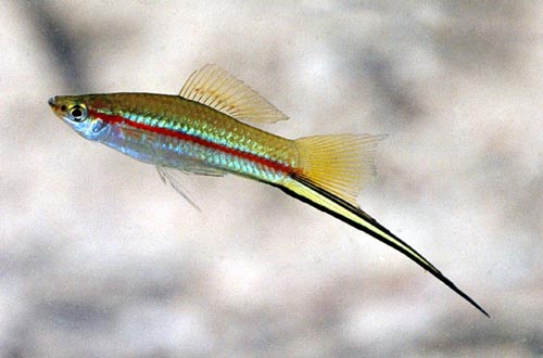Swordtail 