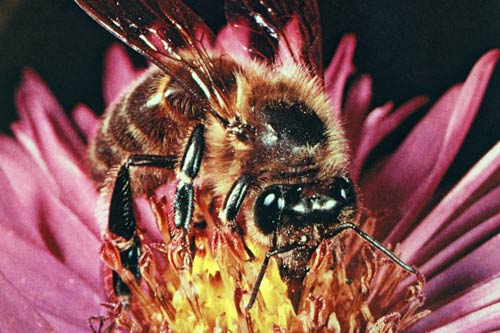 Taking nectar from a flower