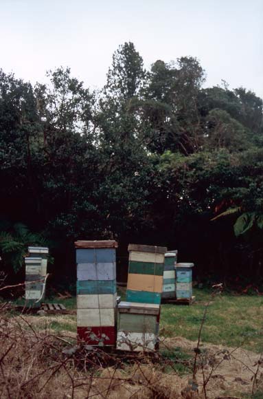 Beehives 