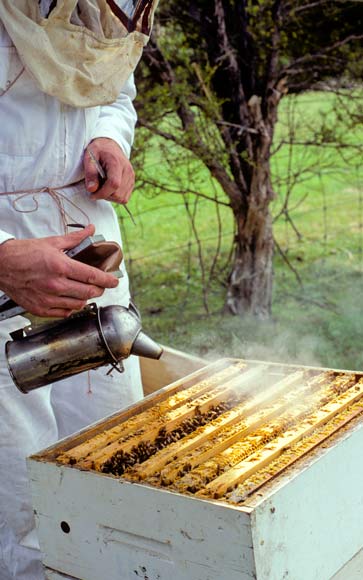 Smoking the hive 