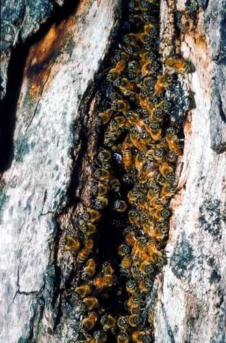 Wild bee colony