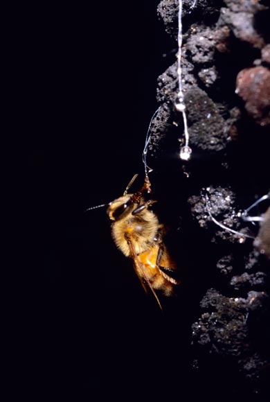 Collecting honeydew
