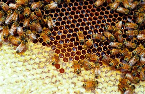 Capped and uncapped cells