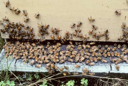 Beehive entrance