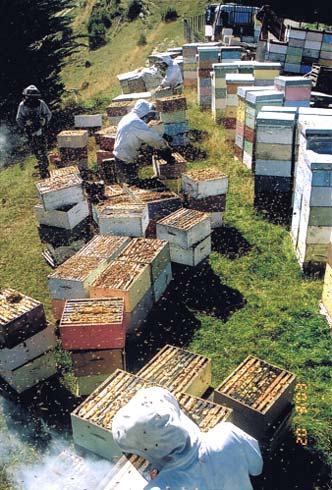 Honey harvest