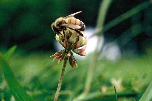 Honeybee on clover