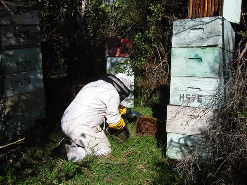Hive inspection