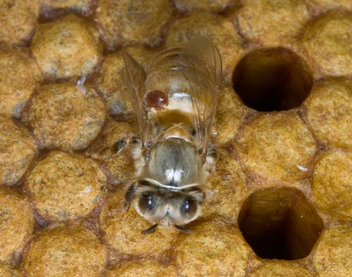 Varroa bee mite