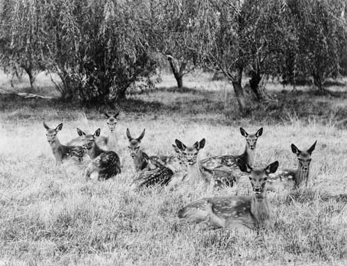 Deer at Awhea Station 