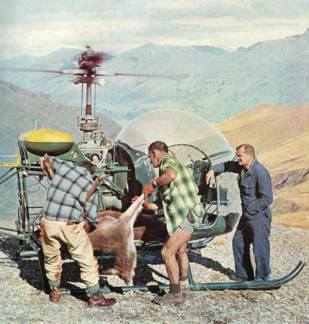 The first venison recovery by helicopter