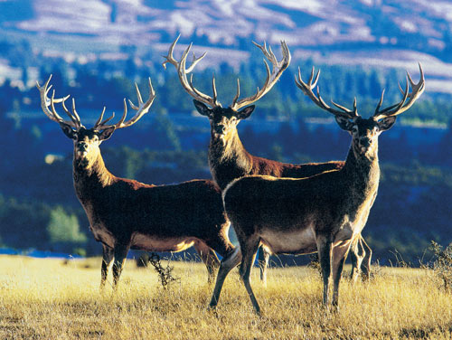 Red deer stags