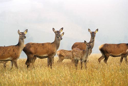 Red deer hinds and fawns